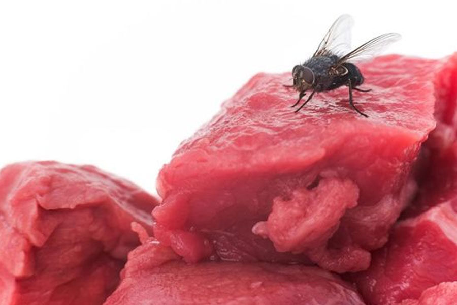 Harus-Waspada,-Kira-Kira-Apa-yang-Terjadi-jika-Telur-Lalat-Termakan